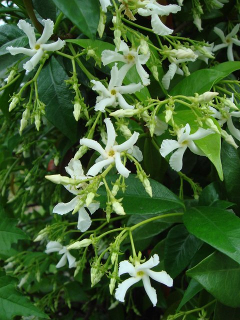 Trachelospermum jasminoides fleur